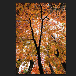 Greeting card pack: autumn leaves CO37