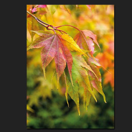 Greeting card pack: autumn leaves CO39