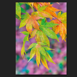 Greeting card pack: autumn leaves CO40