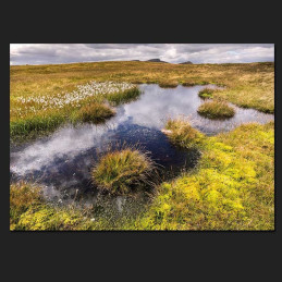 C035 Cottongrass and moss, Brecon Beacons